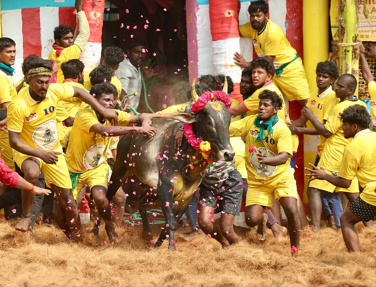 “வாடிவாசலில் சீறி வரும் காளைகள்; வீரத்தை வெளிப்படுத்தும் மாடுபிடி வீரர்கள்!” : துணை முதலமைச்சர் உதயநிதி!