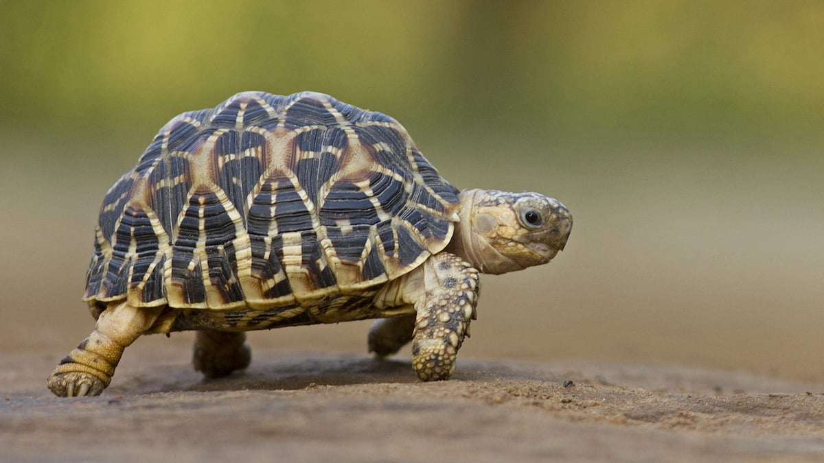 கடல் ஆமைகளைப் பாதுகாக்க நடவடிக்கை... தமிழ்நாடு அரசின் புதுமுயற்சி - ஆமை விலக்கு சாதனங்கள் பற்றி தெரியுமா?