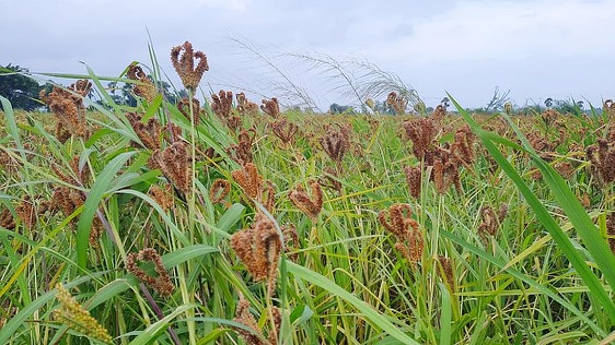 விவசாயிகளுக்கு மகிழ்ச்சியான செய்தி, கேழ்வரகு கொள்முதல் விலை உயர்வு:அமைச்சர் சக்கரபாணி - முழுவிவரம் உள்ளே!