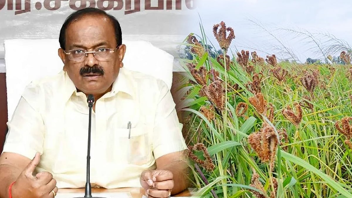 விவசாயிகளுக்கு மகிழ்ச்சியான செய்தி, கேழ்வரகு கொள்முதல் விலை உயர்வு:அமைச்சர் சக்கரபாணி - முழுவிவரம் உள்ளே!