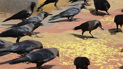 விநாயகர் சதுர்த்தியும் காக்கைகளும் !