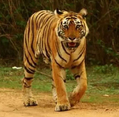 நீலகிரி ஆட்கொல்லி புலியின் நடமாட்டம் சிசிடிவி-யில் பதிவு!