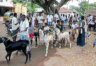 பொங்கல் கிடா வெட்டு: ஆட்டுத் தலைக்கு பதில் மனிதர் தலையை வெட்டி கொடூரம்!