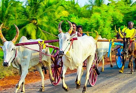 மகன் கல்யாணத்தில்  மாட்டு வண்டி பந்தயம்; விளாத்திகுள்ம் முன்னாள் மாட்டு வண்டி பந்தய வீரர் அசத்தல்!