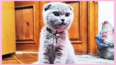 ஹலோ… நானும் தப்பித்து வந்துவிட்டேன்!