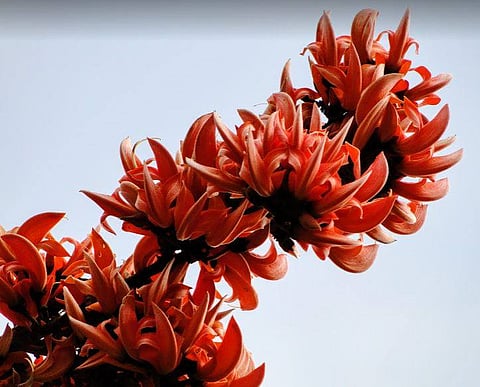 பெயர் வைக்கும் உத்திகள் !