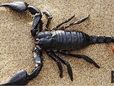 விஷத்தின் விலை 80 கோடி…!