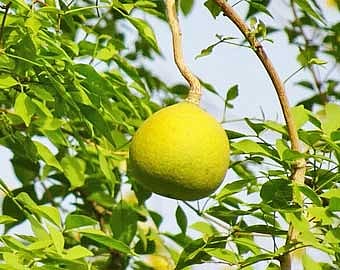 மரங்கள் சில நினைவுகள்...