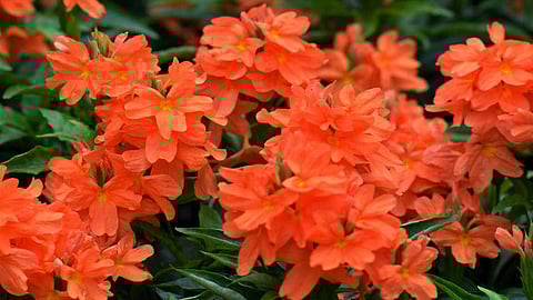   பூக்கள்