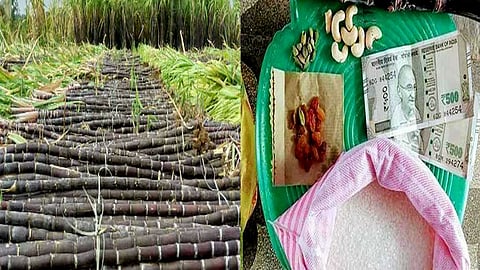 பொங்கல் தொகுப்பில் கரும்பு...
முதல்வர் அறிவிப்பு... விவசாயிகள் களிப்பு
