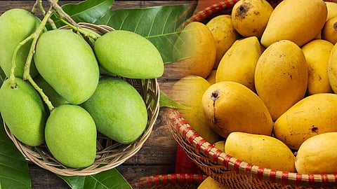 விதவிதமான பயன்பாட்டில் மாங்காயும், மாம்பழமும்!