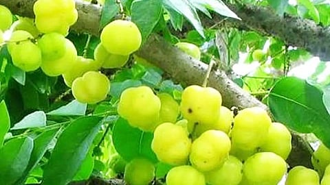 சின்ன நெல்லிக்காயின்  நன்மைகள்!