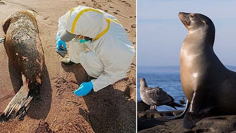 பெருவில் அதிர்ச்சி சம்பவம்! பறவைக் காய்ச்சலுக்கு 585 கடல் சிங்கங்கள் பலி! யாரும் நெருங்க வேண்டாம் என எச்சரிக்கை!