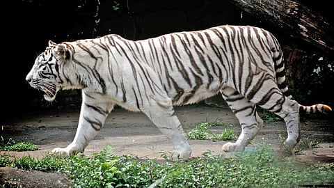 17 வயது  வீணா ராணி   உயிரிழப்பு