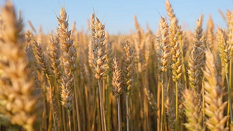 கோதுமை விலை குறைப்பு: மாவு ஆலை கூட்டமைப்பு தகவல்!