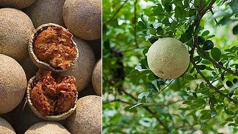 நோய் எதிர்ப்பு சக்தி, ஞாபக சக்தியை அதிகரிக்கும் விளாம்பழம்!