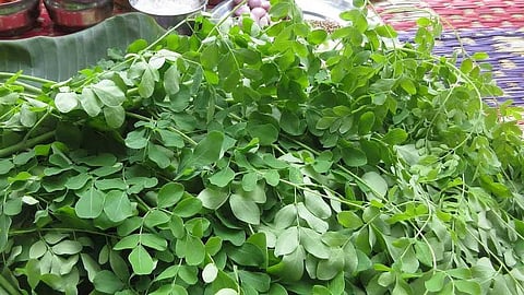 முருங்கைக் கீரை