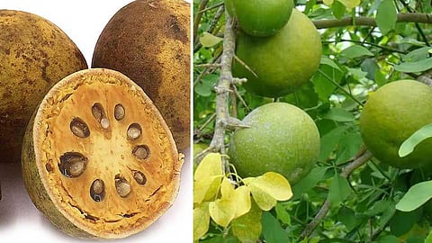 வில்வம் பழத்தின் மருத்துவ குணங்கள்