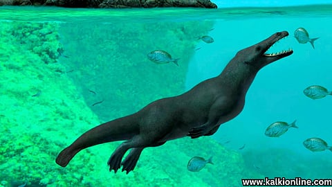  Perucetus Colossus