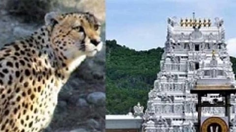 திருப்பதியில் சிறுத்தை 