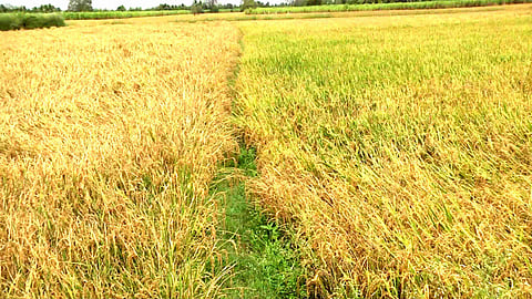 இந்தியாவில் நெல் சாகுபடி 411 ஹெக்டேரைக் கடந்து சாதனை!