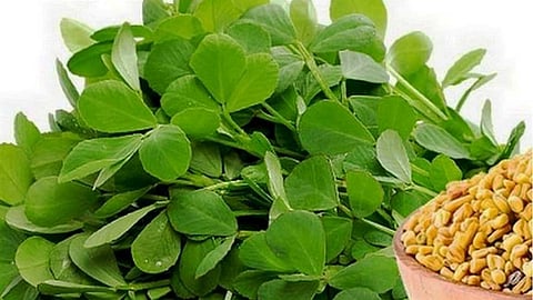 வெந்தயக் கீரையில் இருக்கு சத்தும் ருசியும்!