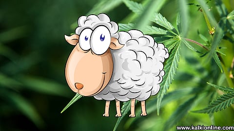 Goats that eat cannabis plants.