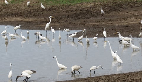 Farmers are happy with the arrival of the white crane