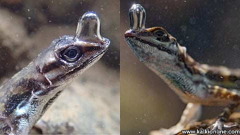 Scuba Diving lizard also breathes underwater.