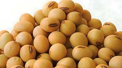 சோயாபீன்ஸ்