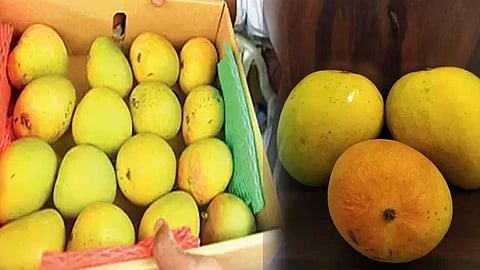 Mango Exports
