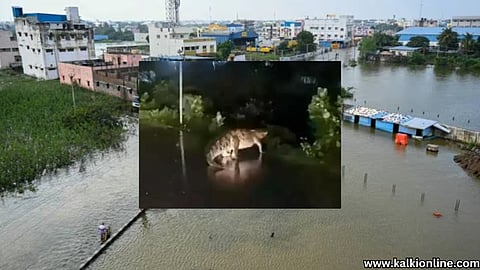 Crocodile in Chennai. 