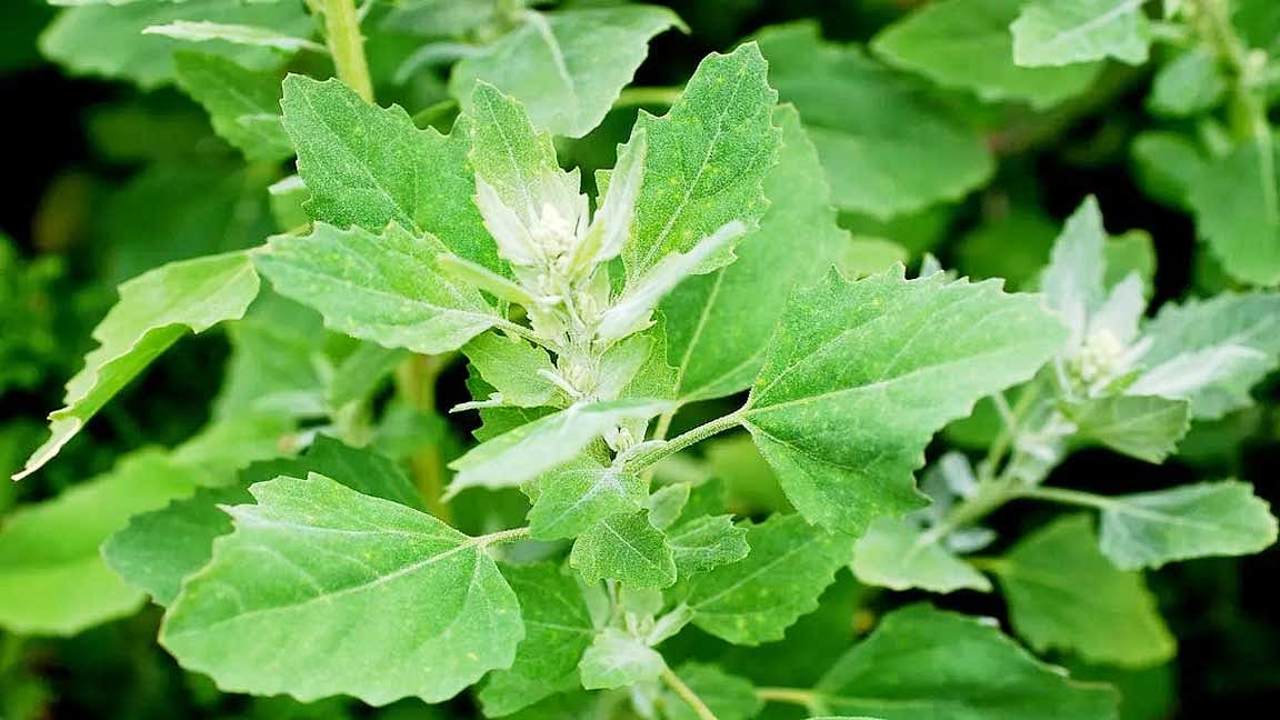 பத்துவாக்கீரை எனும் 'சூப்பர்ஃபுட்': ஆரோக்கியத்தில் இதன் பங்கு என்ன?