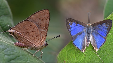 Silver line butterfly namely “Cigaritis meghamalaiensis New Butterfly spices 
