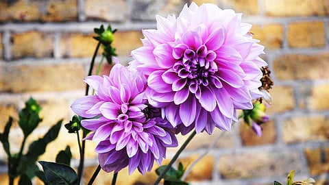 purple colour flower...