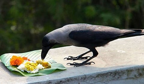 காகத்திற்கு உணவு வைப்பதன் தாத்பரியம் என்னவென்று தெரியுமா?