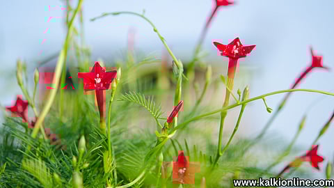 Cypress Vine - மயில் மாணிக்கம் 