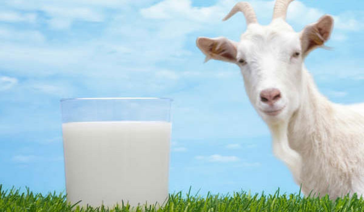 Keju susu kambing memiliki banyak manfaat bagi kesehatan! Keju susu kambing memiliki banyak manfaat bagi kesehatan Keju susu kambing memiliki banyak manfaat bagi kesehatan! Keju susu kambing memiliki banyak manfaat bagi kesehatan