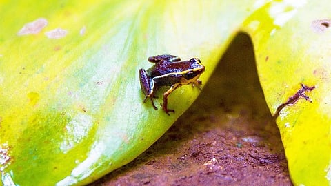 Frog in leaf
