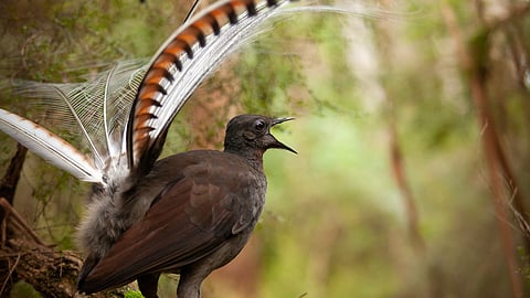 இயந்திர ஒலிகளை அப்படியே காபி செய்து கத்தும் Liar Bird! 