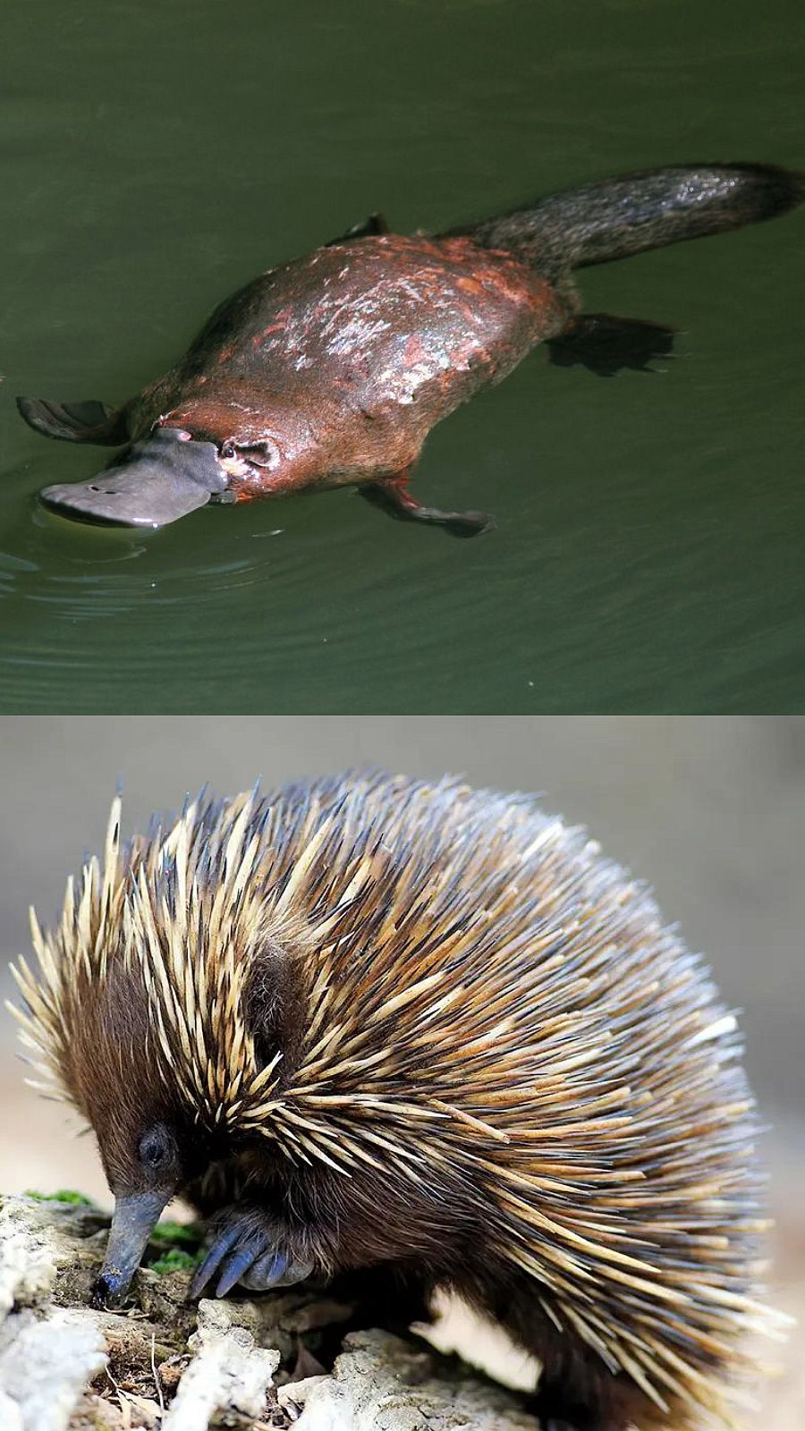 வாத்தைப் போல அலகும், பாம்பைப் போல விஷமும் கொண்ட அபூர்வமான உயிரினங்கள்!