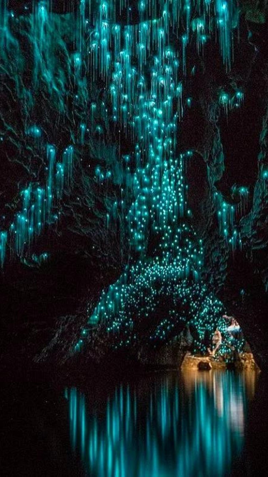 இரவில் ஒளிரும் மீன்கள் மற்றும் பூச்சிகள்!