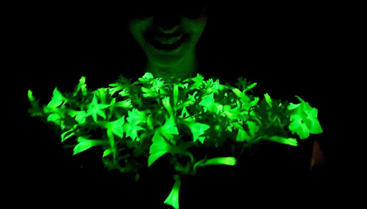 Tanaman menakjubkan yang bersinar di malam hari! Tanaman menakjubkan yang bersinar di malam hari Tanaman menakjubkan yang bersinar di malam hari! Tanaman menakjubkan yang bersinar di malam hari