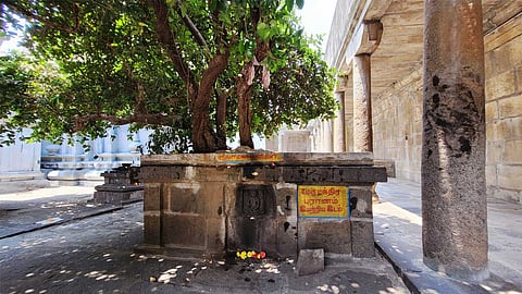 குரா மரம்