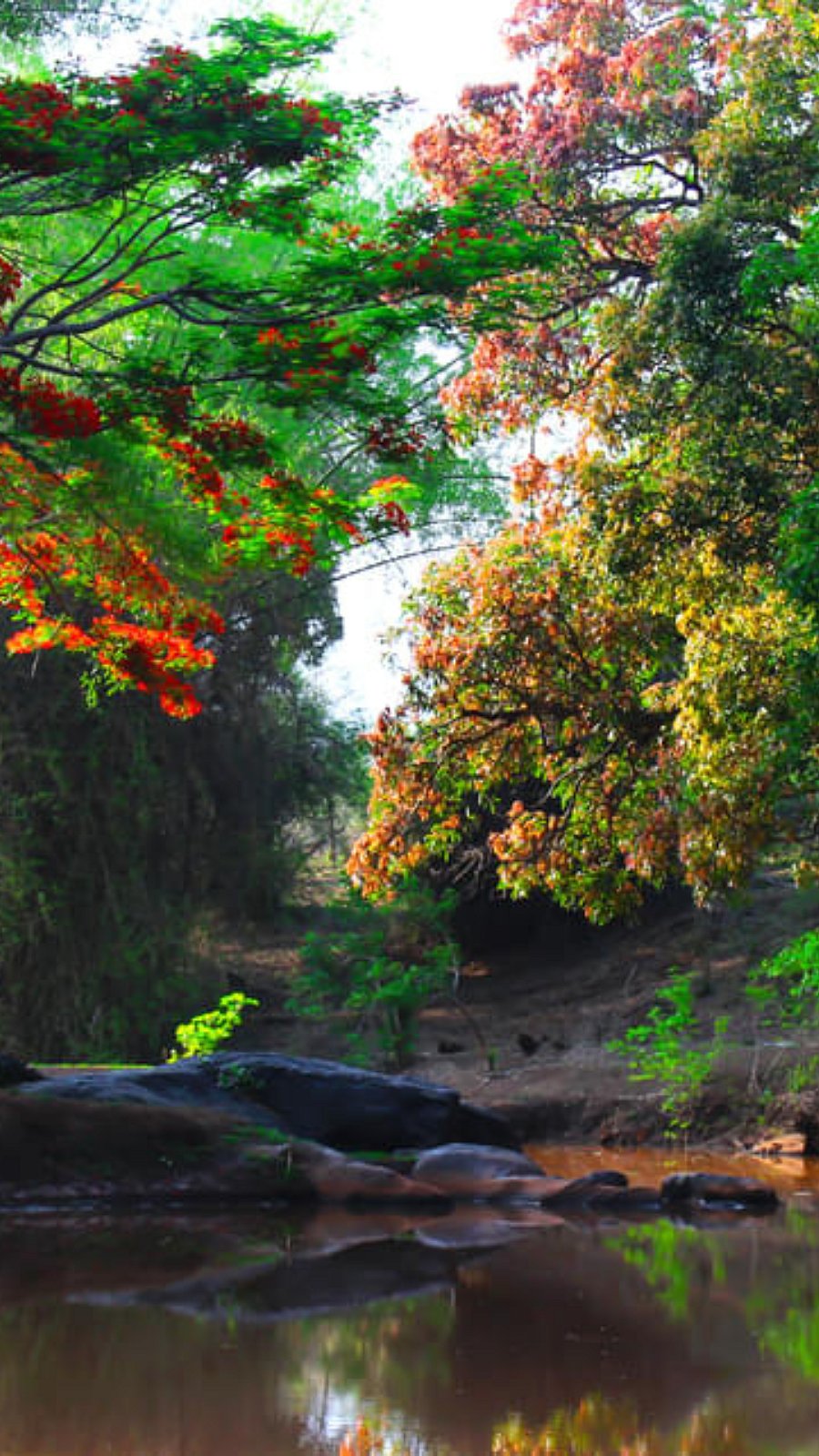 Masinagudi Trip: விசிட் to மசினகுடி...!