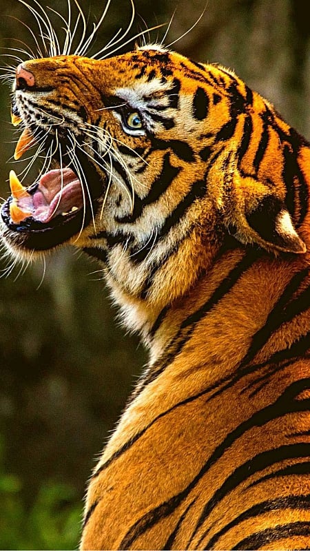 சிலிர்ப்பூட்டும் ஜிம் கார்பெட் தேசிய பூங்கா...!