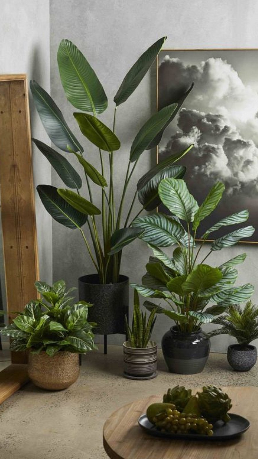 அலுவலகத்தையும் வீட்டையும் அழகாக்கும், மன அழுத்தத்தைப் போக்கும் செடிகள்..!