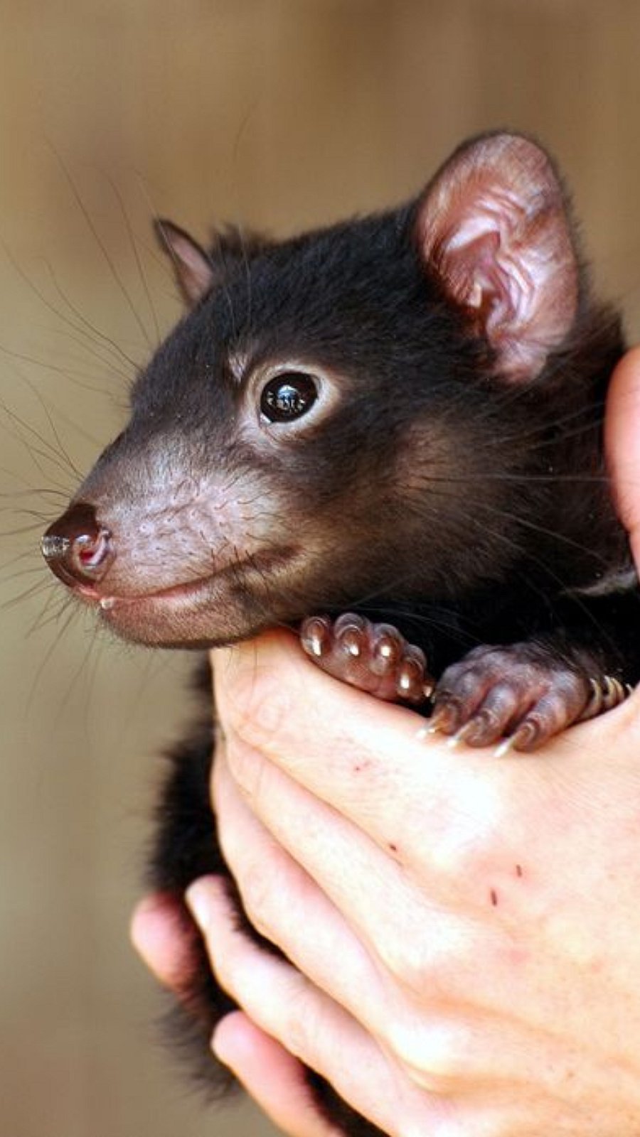 Tasmanian devil: பேய் போல் பயங்கரமாக அலறும் டாஸ்மேனியன் டெவில்கள்!