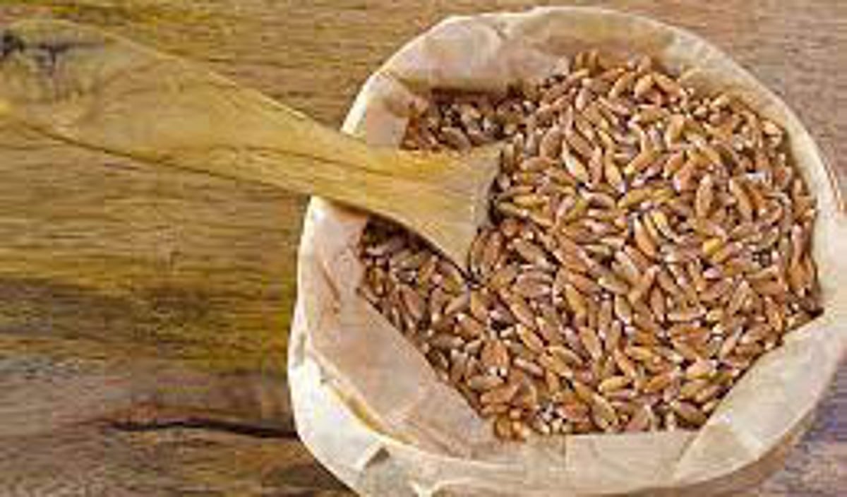 Tahukah Anda manfaat jamu kabli bagi kesehatan? Tahukah Anda manfaat kubis gandum bagi kesehatan? Tahukah Anda manfaat jamu kabli bagi kesehatan? Tahukah Anda manfaat kubis gandum bagi kesehatan?