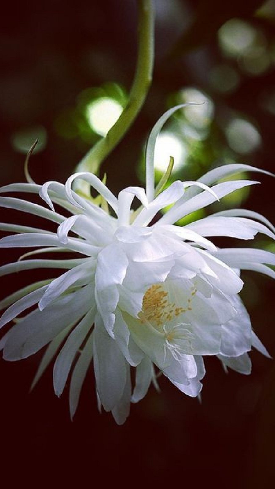 இரவில் பூக்கும் வெள்ளை மலர்கள்!